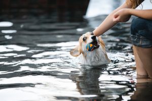 Read more about the article Bliv klar til en sommer på vandet med din hund: køb en svømmevest