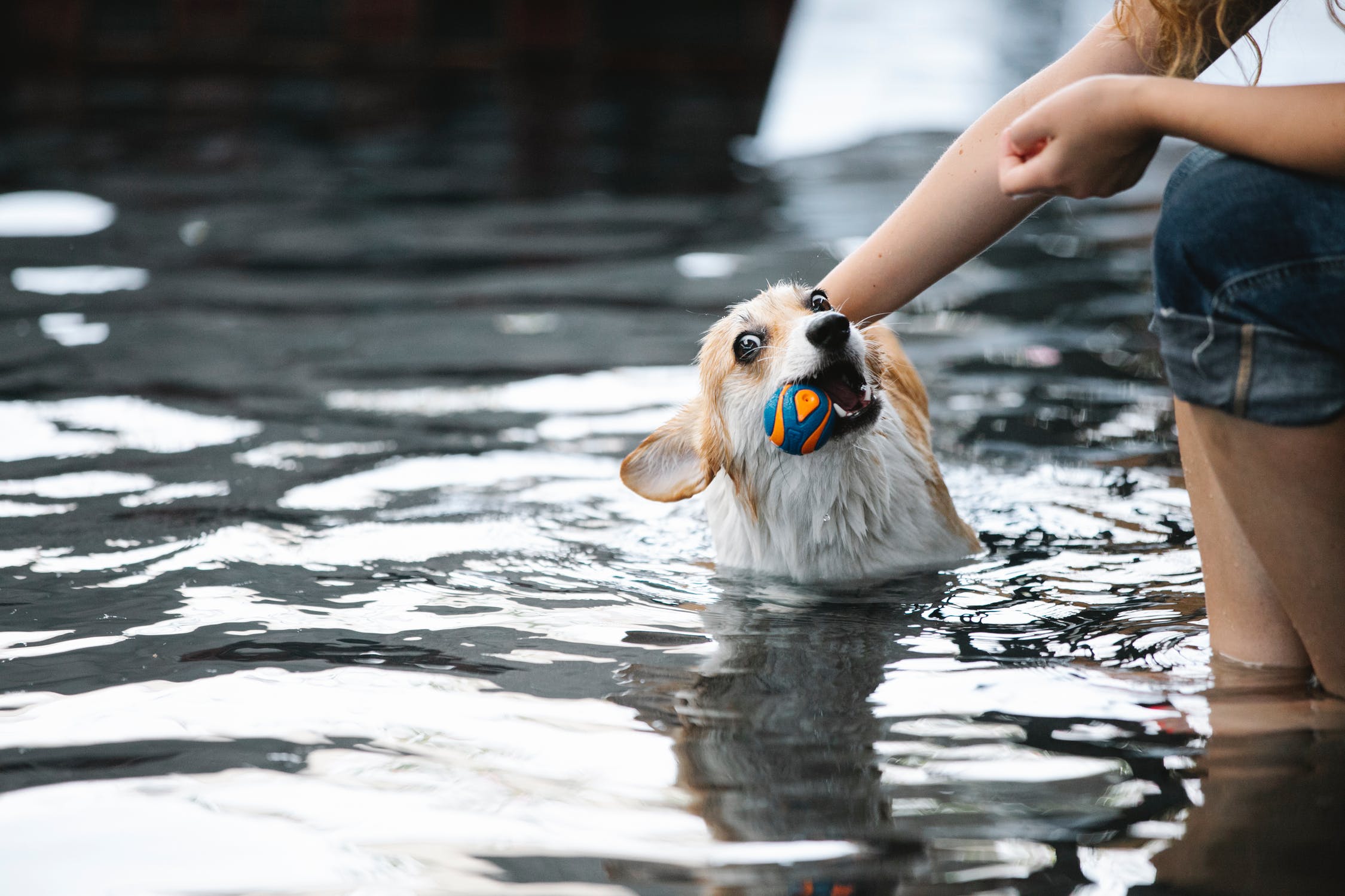 Bliv klar til en sommer på vandet med din hund: køb en svømmevest