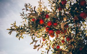 Forskning og fakta om discovery æbletræet