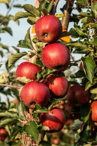 Read more about the article Opdag de utrolige sundhedsfordelene ved æbler